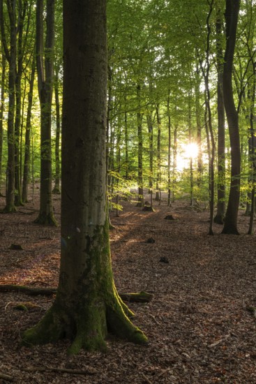 The sun shines on the trunks of old beech trees in a sparse forest with leafy soil, Eichenberg,