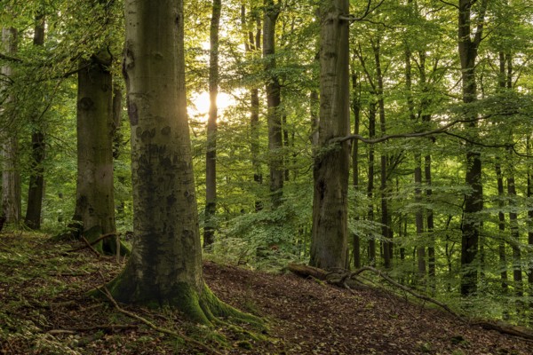 The sun shines through the trunks of beech trees into an idyllic forest with lush green foliage,