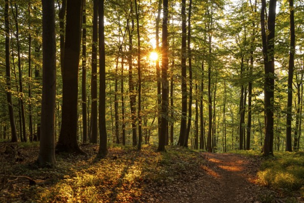 The warm light of the evening sun shines through tree trunks on a hiking trail in an idyllic beech