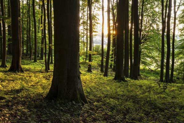 The tree trunks of an idyllic beech forest create a stark contrast in evening backlight, Bad