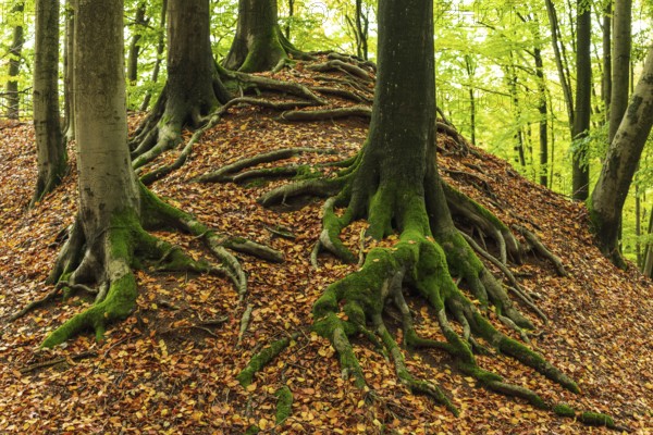 Gnarled and moss-covered roots of old beech trees on the ring wall of Alt-Sternberg, Extertal,