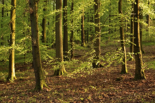 Picturesque evening light in an idyllic beech forest with lush green foliage in spring,