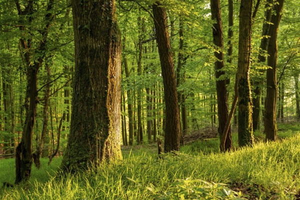Rustic forest in spring, with moss and ivy-covered tree trunks and grass-covered forest floor,