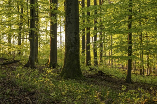 Picturesque light shines through the tree trunks into an idyllic beech forest with lush green