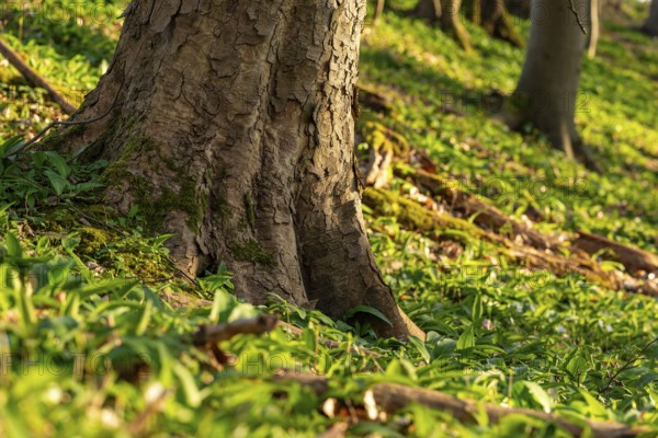 Close-up of the roots of a huge old maple tree surrounded by wild garlic in the forest near Lügde,
