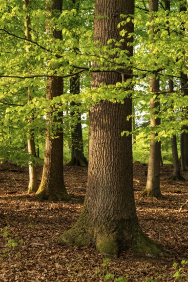 Tree trunk of an old beech tree in a spring-like forest with lush green foliage, Blomberg, North
