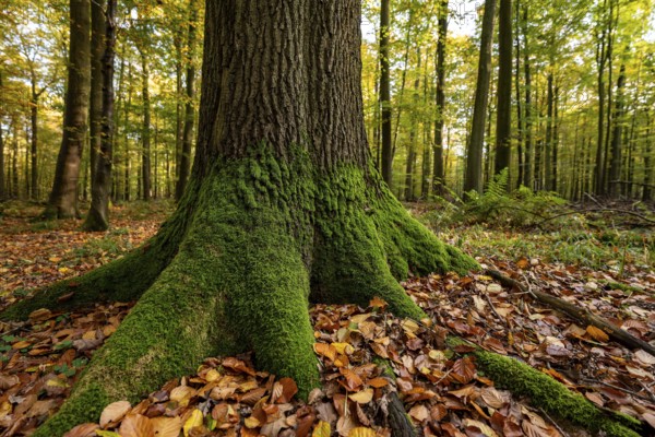 Close-up of the moss-covered roots of a mighty old beech tree in the forest, Steinheimer Holz,