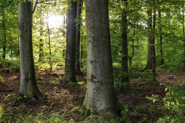 The sun shines through the trunks of beech trees into a spring-like deciduous forest with lush