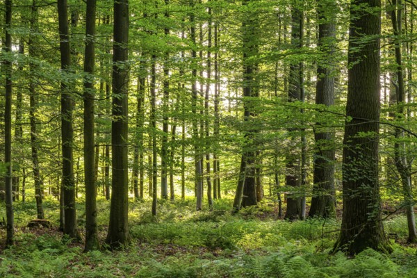 Sunlight penetrates a dense deciduous forest in spring and creates a peaceful and idyllic
