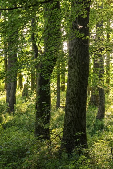 Sunlight penetrates a dense deciduous forest in spring and creates a peaceful and idyllic