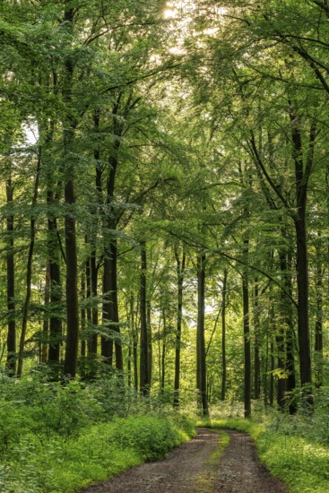 A forest trail leads through a spring-like beech forest with lush green foliage, Winterberg,
