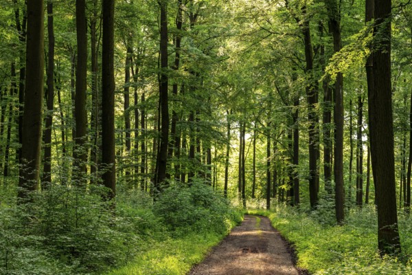 A forest trail leads through a spring-like beech forest with lush green foliage, Winterberg,