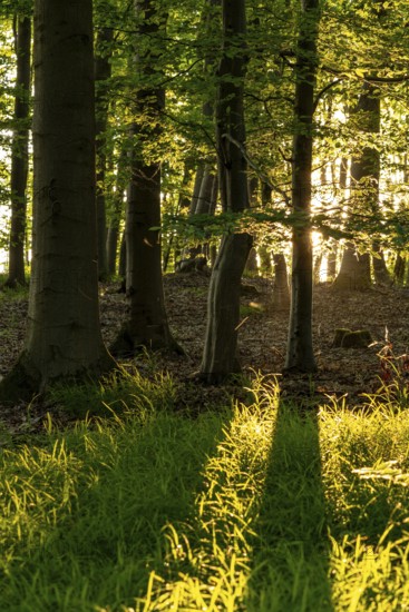 Sunbeams between the trunks of tall beech trees in an idyllic spring forest with green forest soil,