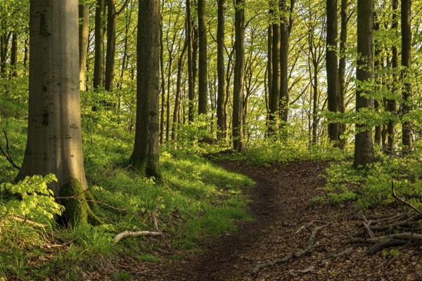 A hiking trail leads through a spring-like beech forest around Herlingsburg, an early medieval ring