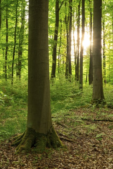 The sun shines through the trunks of beech trees into a spring-like forest with lush green foliage,