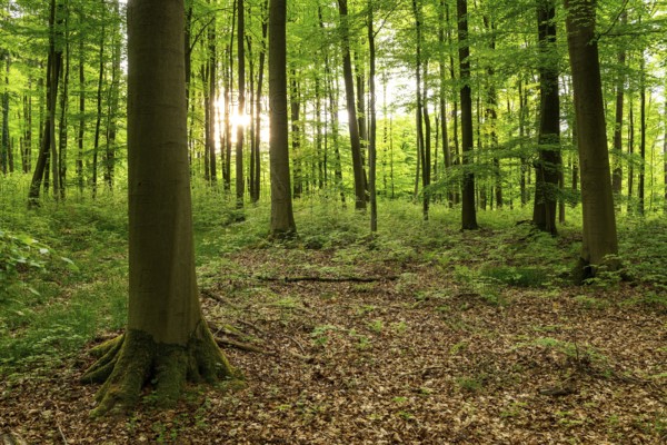 The sun shines through the trunks of beech trees into a spring-like forest with lush green foliage,