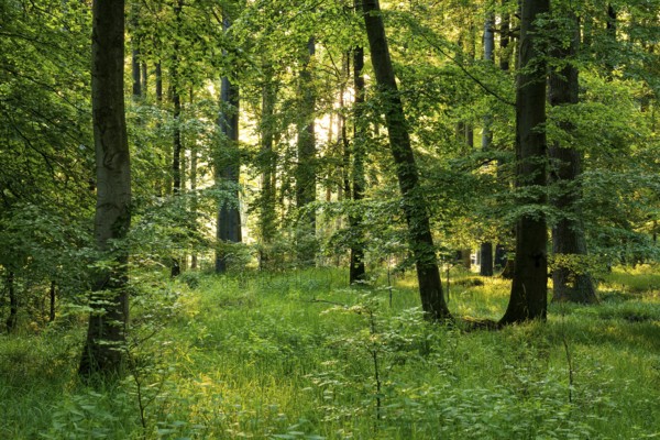Idyllic beech forest in spring with lush green foliage and grassy soil in atmospheric light, Mörth,