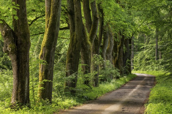 A forest path leads along a row of tall old maple trees, Bomberg, Bad Pyrmont, Lower Saxony,