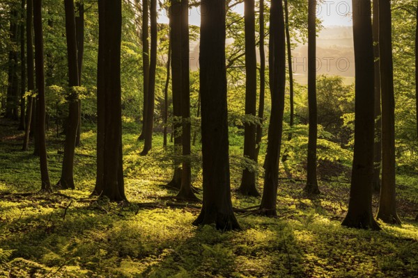 The tree trunks of an idyllic beech forest create a stark contrast in evening backlight, Bad