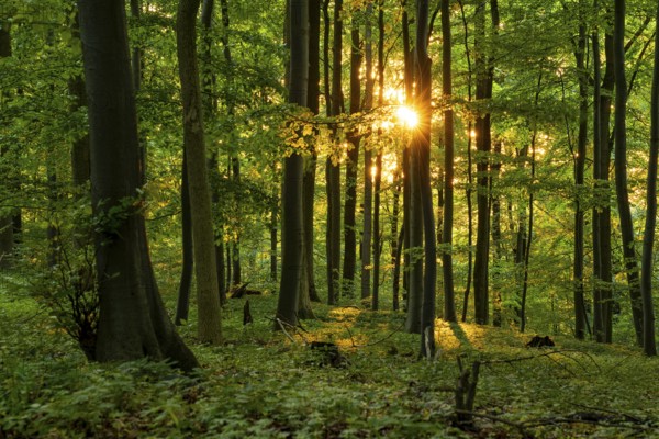 The warm light of the evening sun shines through tree trunks into an idyllic beech forest with lush