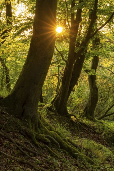 The sun star of the evening sun shines through the trunks of gnarled beech trees into a mystical