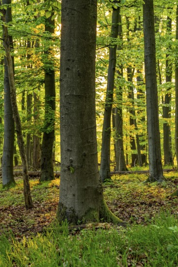 Warm sunlight shines on a beech tree in a spring-like forest with lush green foliage,