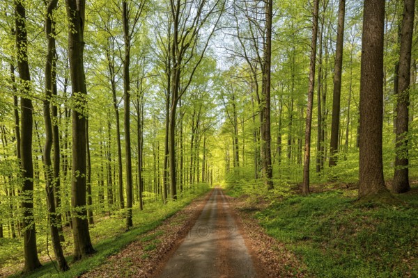 Central perspective view of a long, straight forest path in a lush green beech forest, Bad Pyrmont,