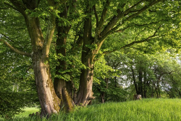 Rustic hat bushes (hornbeam, Carpinus betulus) with thick foliage on a green meadow, Bad Pyrmont,
