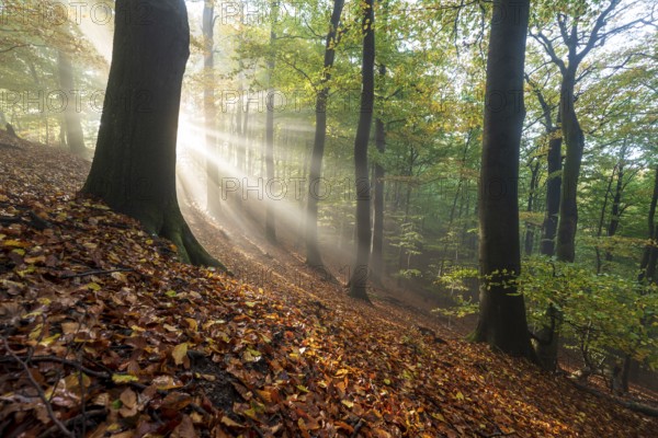 Mystical sunbeams penetrate a foggy beech forest whose ground is covered with autumn leaves,