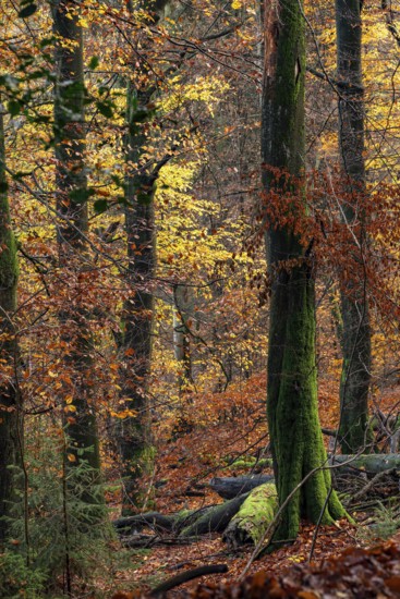 Colourful autumn leaves and moss-covered tree trunks in the Bärenstein forest, Horn-Bad Meinberg,