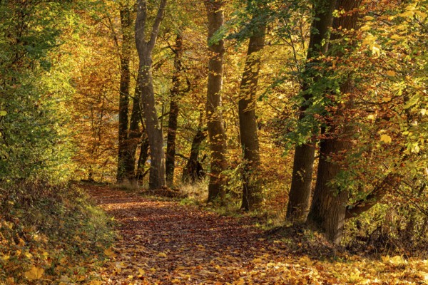 Idyllic deciduous forest trail on the edge of an autumnal deciduous forest, Schellental, Bad