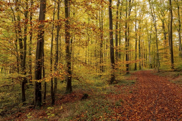 An idyllic forest trail leads through deciduous forest glowing in colorful autumn colors, Bad