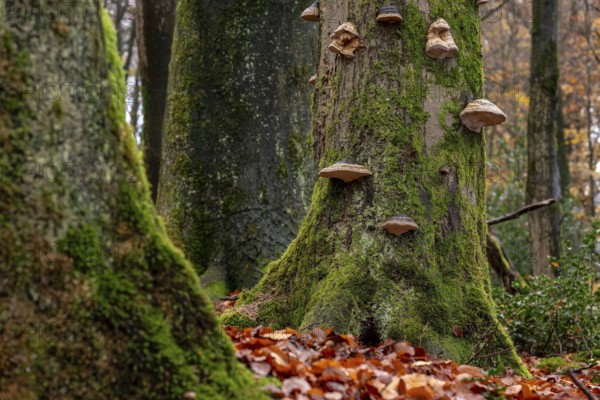 Full format image of the mighty tree trunks of ancient deciduous trees covered with moss and tree