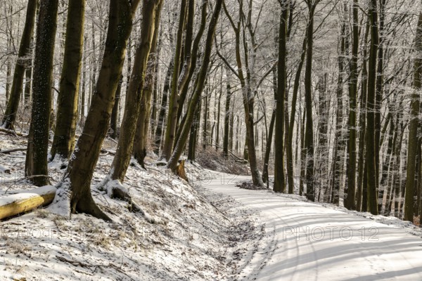 A winding, snow-covered forest trail leads through the winter forest to Winterberg near