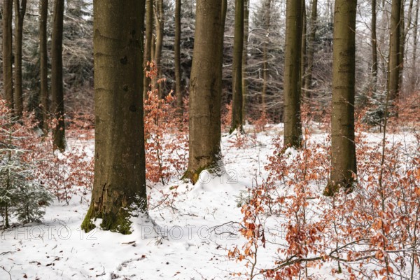 Winter landscape with tree trunks of mighty old beech trees in a mixed winter forest with