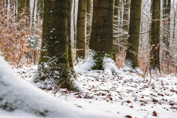 Tree trunks of mighty old beech trees in a mixed winter forest with snow-covered forest soil, in