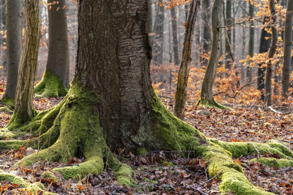 Moss-covered gnarled root of an ancient tree in a wintery forest, Bad Pyrmont, Lower Saxony,