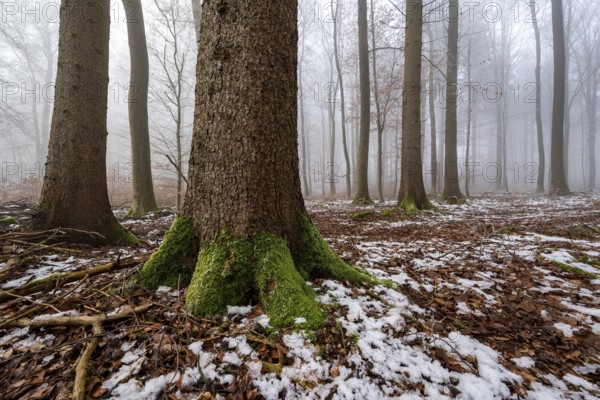 Mystical fog creates an atmospheric lighting atmosphere in an idyllic deciduous forest with