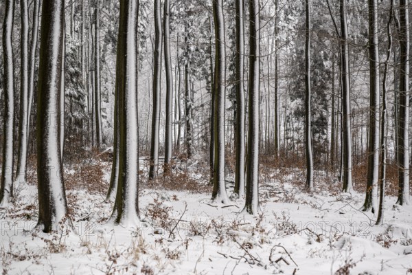 Wintery forest landscape on Winterberg near Eschenbruch, with snow-covered tree trunks and snow on