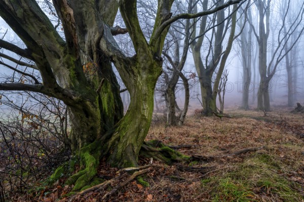 Native tree with gnarled branches and moss-covered tree trunk on the edge of a foggy forest in