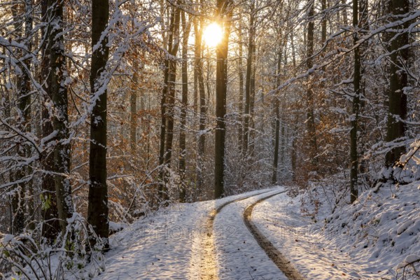 Traces on a snowy forest path between slender, tall trees with remnants of autumnal foliage,