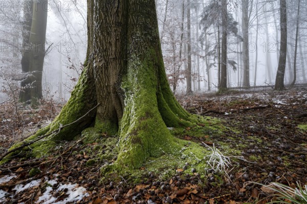 Close-up of the moss-covered log of an old beech tree on the edge of a foggy, frost-covered forest