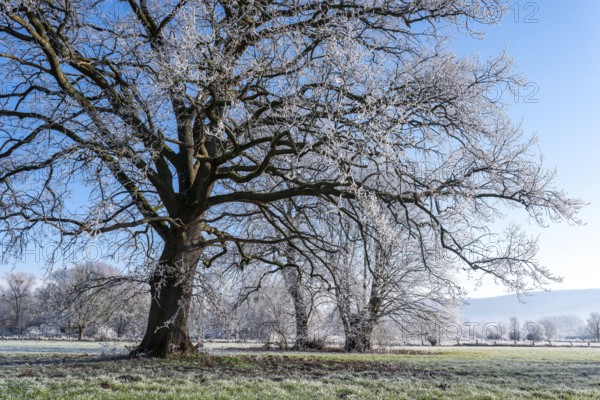 Ancient oak covered with frost on a frosty winter day in the Emmerwiesen, Bad Pyrmont, Lower