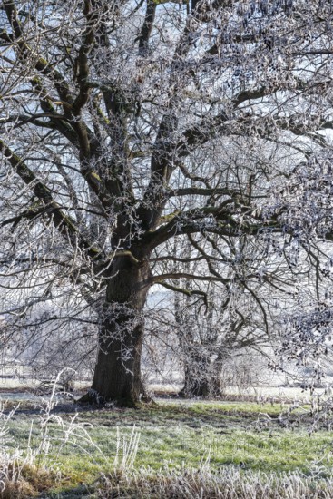 Ancient oak covered with frost on a frosty winter day in the Emmerwiesen, Bad Pyrmont, Lower
