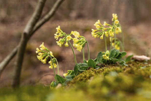 Group of cowflowers (Primula veris) with yellow-blooming inflorescence on the moss-covered soil of