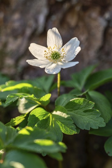 Close-up of a bush anemone or bush wind drone (Anemone nemorosa, synonym: Anemonoides nemorosa) at