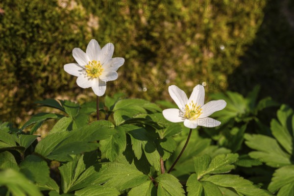 Close-up of two wood anemones or bush anemones (Anemone nemorosa, synonym: Anemonoides nemorosa) at