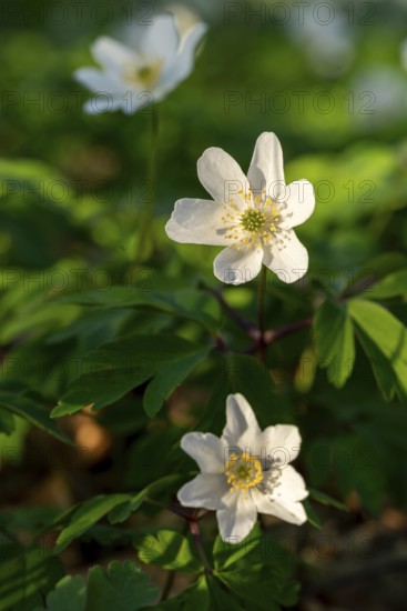 Close-up of wood anemones or bush anemones (Anemone nemorosa, synonym: Anemonoides nemorosa) at the