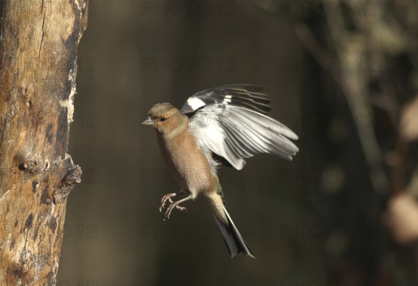 Chaffinch (Fringilla coelebs) male in flight, approach to forage wood, winter feeding, Allgäu,
