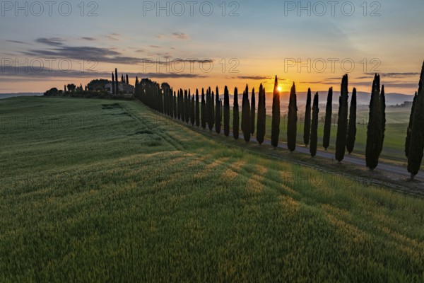 Poggio Covili estate with cypress alley (Cupressus) at sunrise, near San Quirico d'Orcia, Val